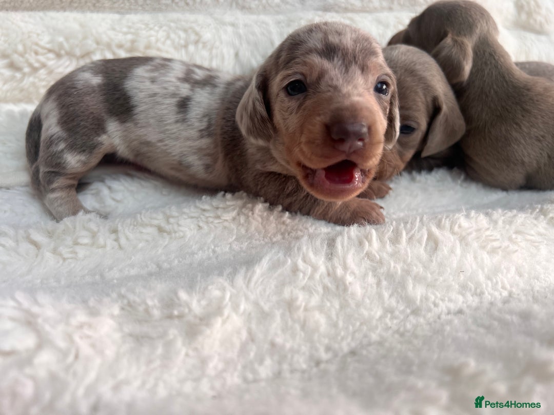 Miniature Dachshund dogs for sale: Miniature dachshunds  - Image 20