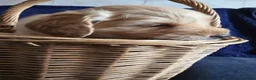 Cockapoo dogs for sale: Stunning homebred cockapoos - Advert 37