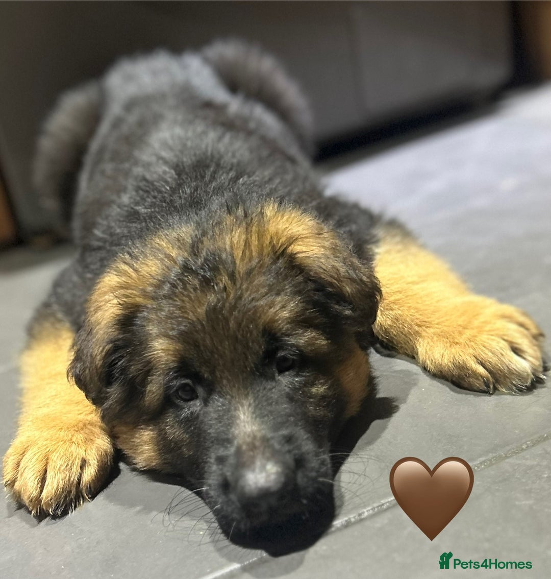German Shepherd dogs for sale: Kc registered long haired GSD Puppy - Advert 16