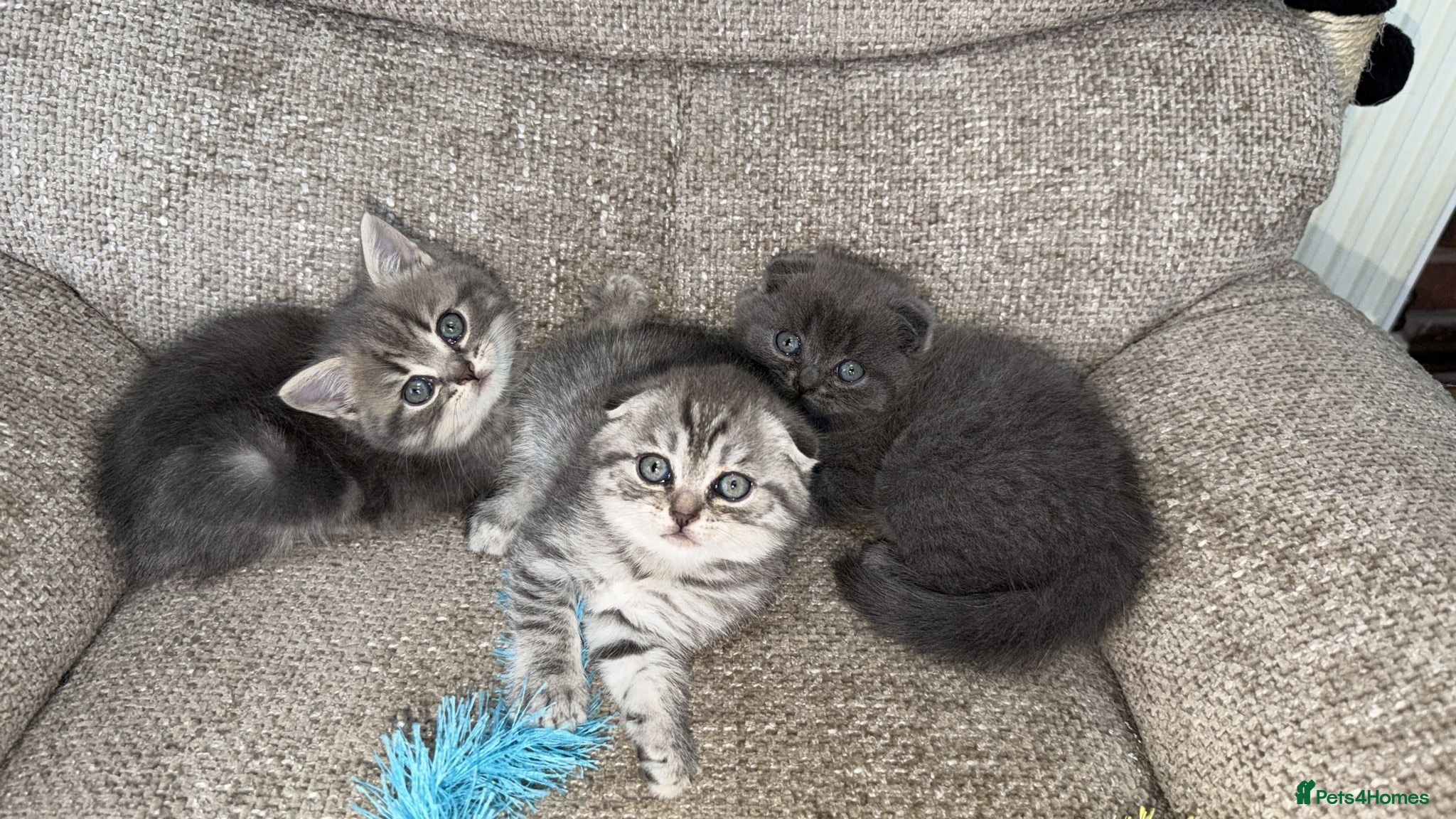 Scottish Fold cats 😊Tabby Scottish fold  - Advert 2