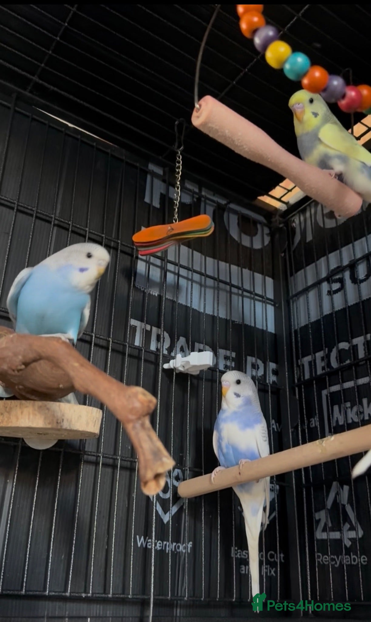 Budgerigars birds Beautiful Baby Budgies - Advert 2