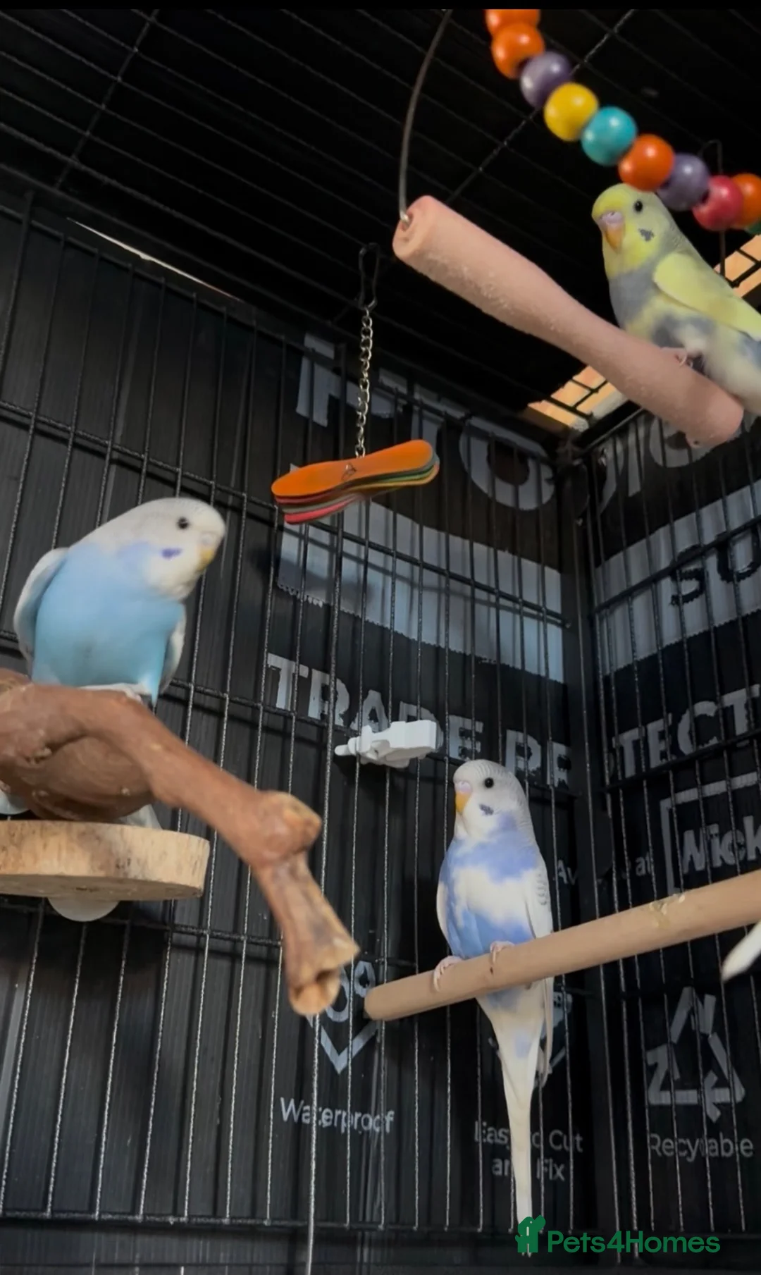 Budgerigars birds for sale: Beautiful Baby Budgies - Advert 2