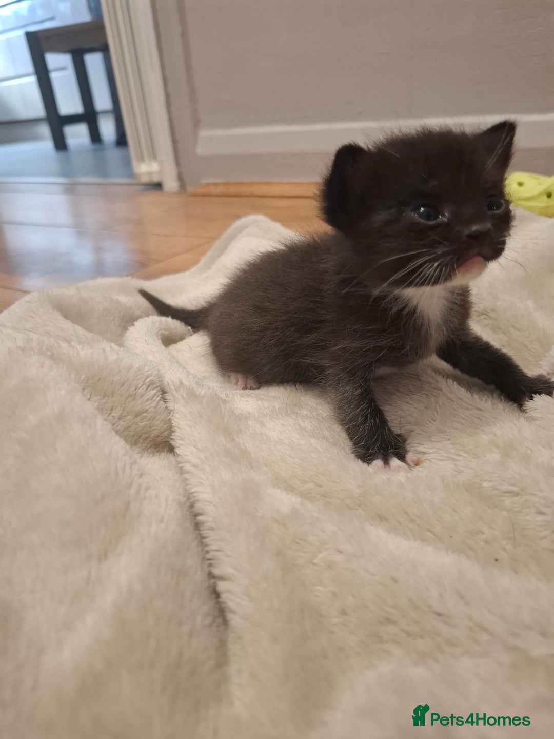 Mixed Breed cats for sale: Mixed colour kittens  - Image 12