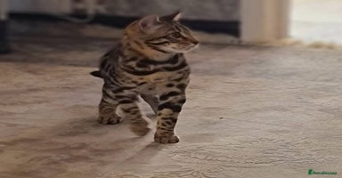 Bengal cats - Advert 13