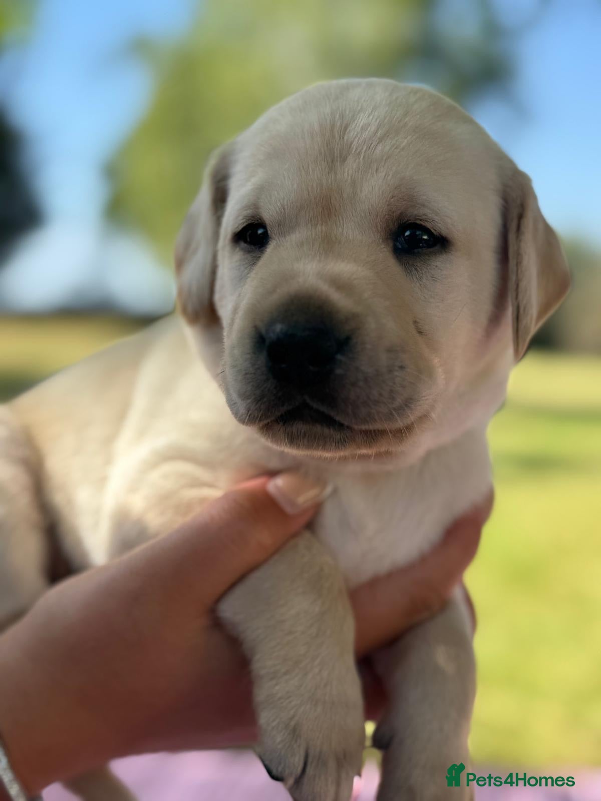 Labrador Retriever dogs for sale: Beautiful litter of Labrador puppies  - Advert 8