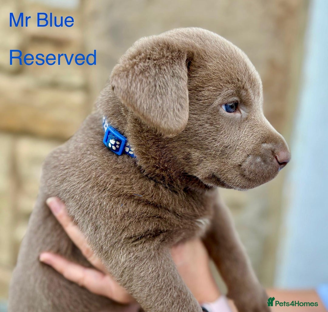 Labrador Retriever dogs for sale: 2 Males left - Ready to leave on the 15th August  in Wetherby - Image 17