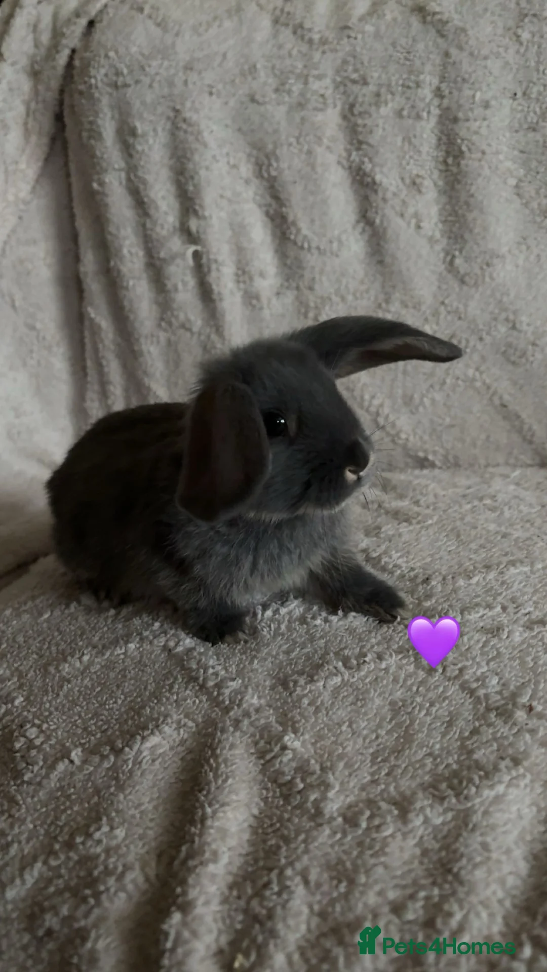 Mixed Breed rabbits for sale: baby rabbits now available - Advert 3