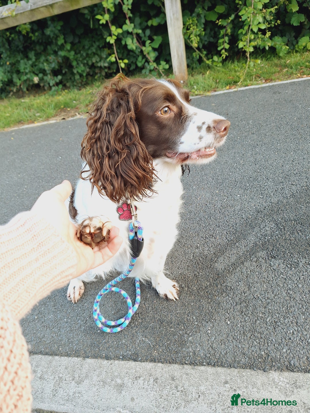 Sprocker dogs for sale: two year old sprocker looking for a loving home - Image 5