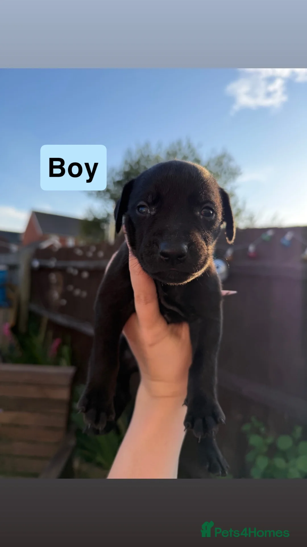 Mixed Breed dogs for sale: Staffordshire Bull Terrier × Whippet Puppies in Peterborough - Advert 2