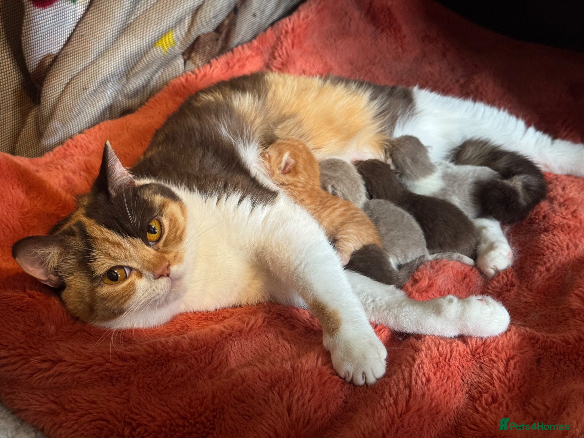 British Shorthair cats British Shorthair Kittens  - Advert 6