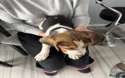 Beagle dogs for sale: 2 Beagle puppies‼️Ready to leave NOW‼️ - Image 19