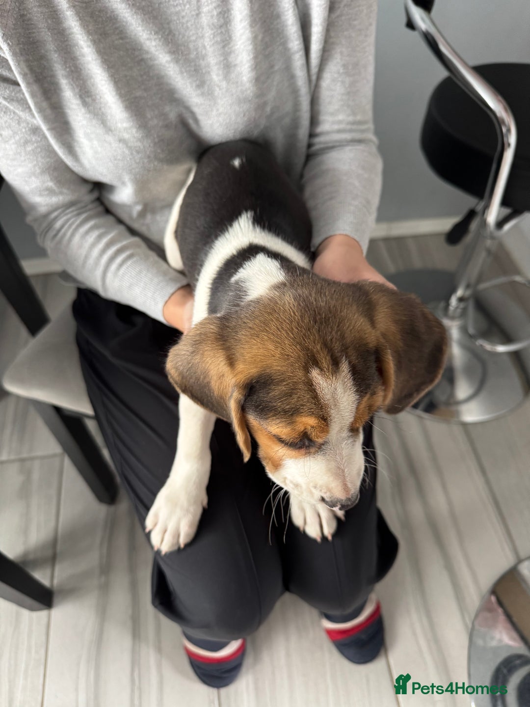 Beagle dogs for sale: 2 Beagle puppies‼️Ready to leave NOW‼️ - Image 19