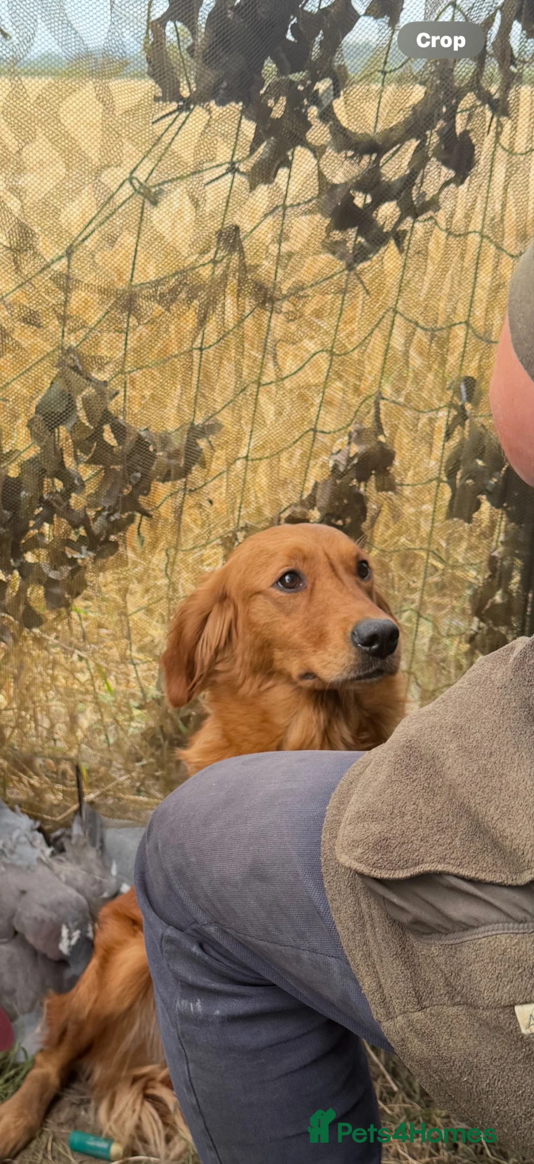 Golden Retriever dogs for sale: Exceptionally Well Bred Golden Retriever puppies in Preston - Advert 2