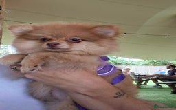 Pomeranian dogs for sale: Pomeranian,  from fully health tested parents  - Image 13