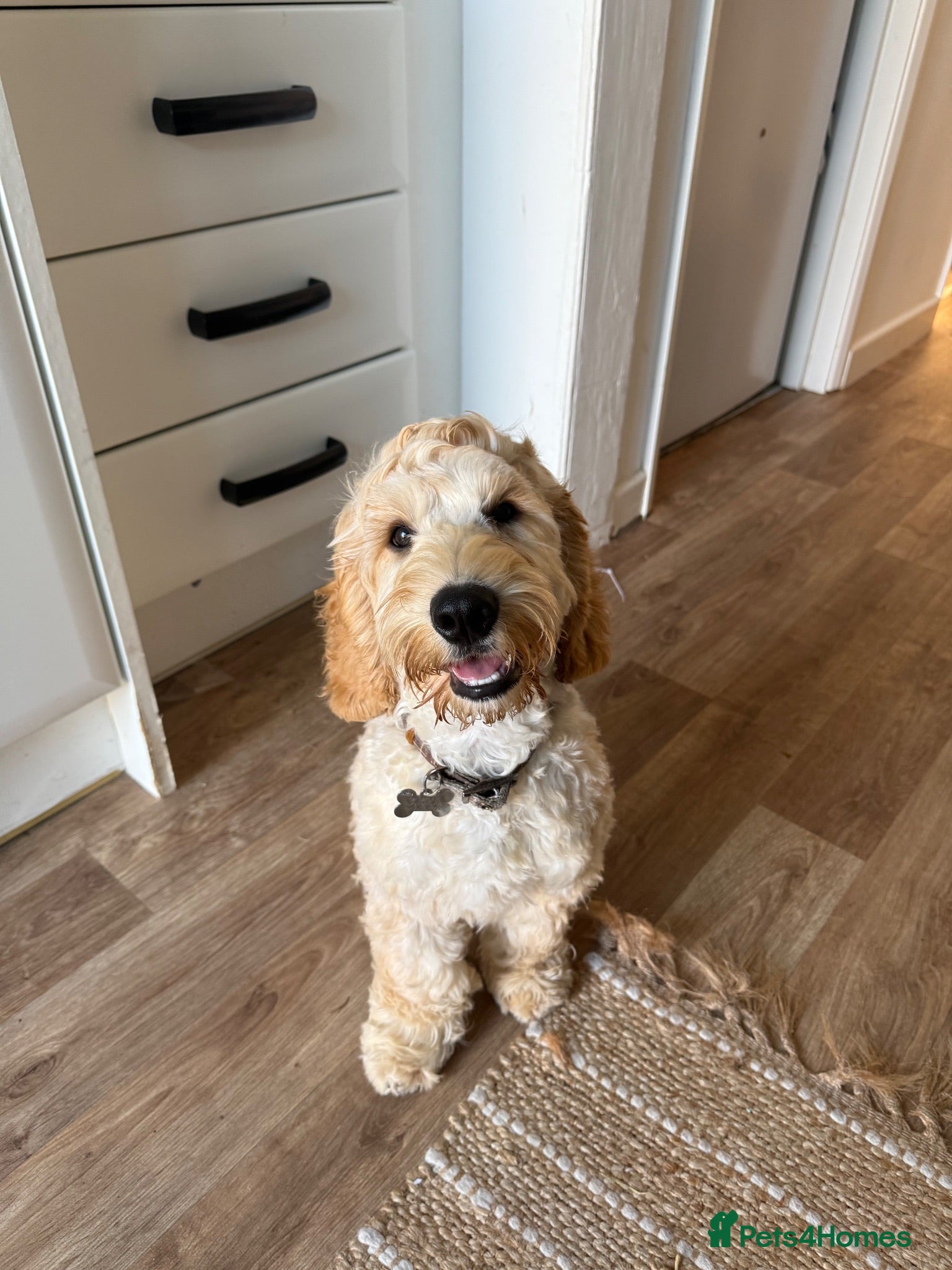 Cockapoo dogs 6 month cockerpoo - Advert 18