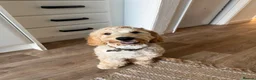 Cockapoo dogs for sale: 6 month cockerpoo in Flint - Advert 1