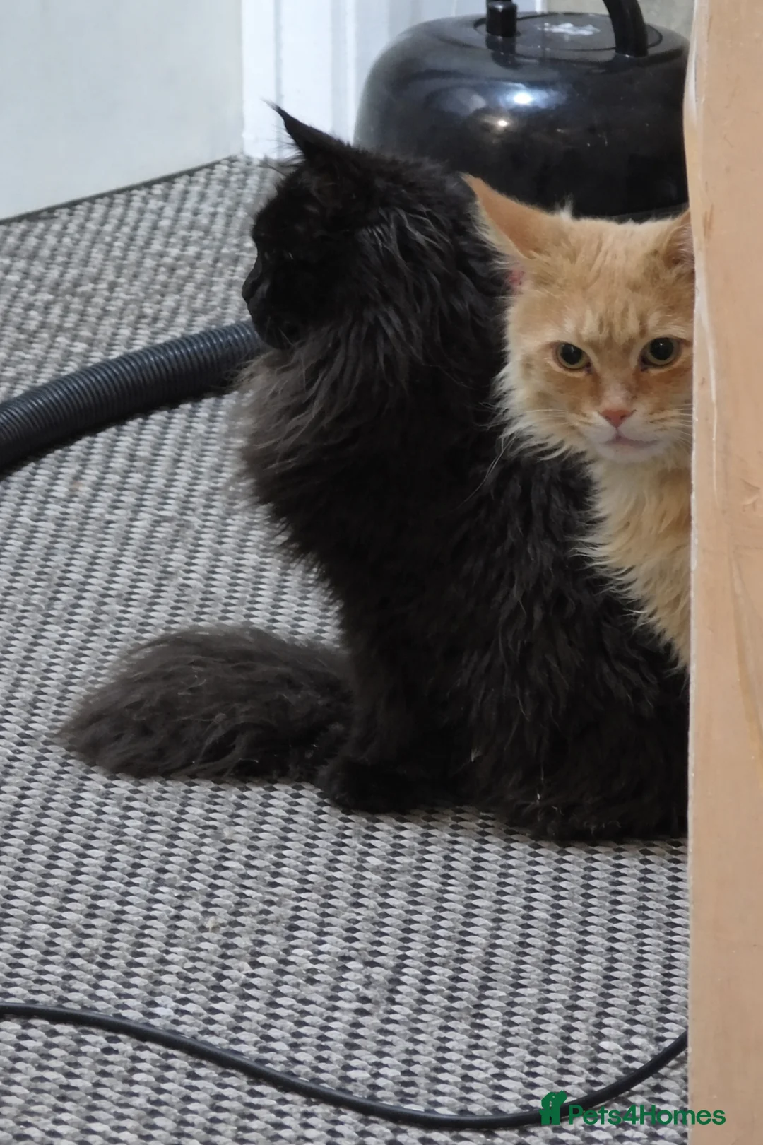 Maine Coon cats for sale: Stunning Full Maine Coon Kittens - Advert 7