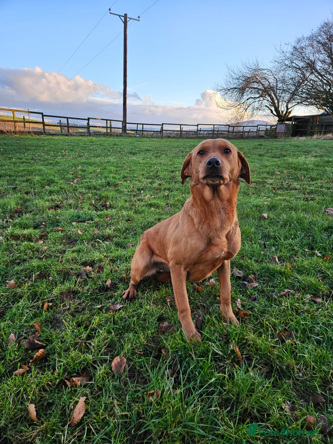 Labrador Retriever dogs for sale: Lovely Working Fox Red Lab - Advert 2
