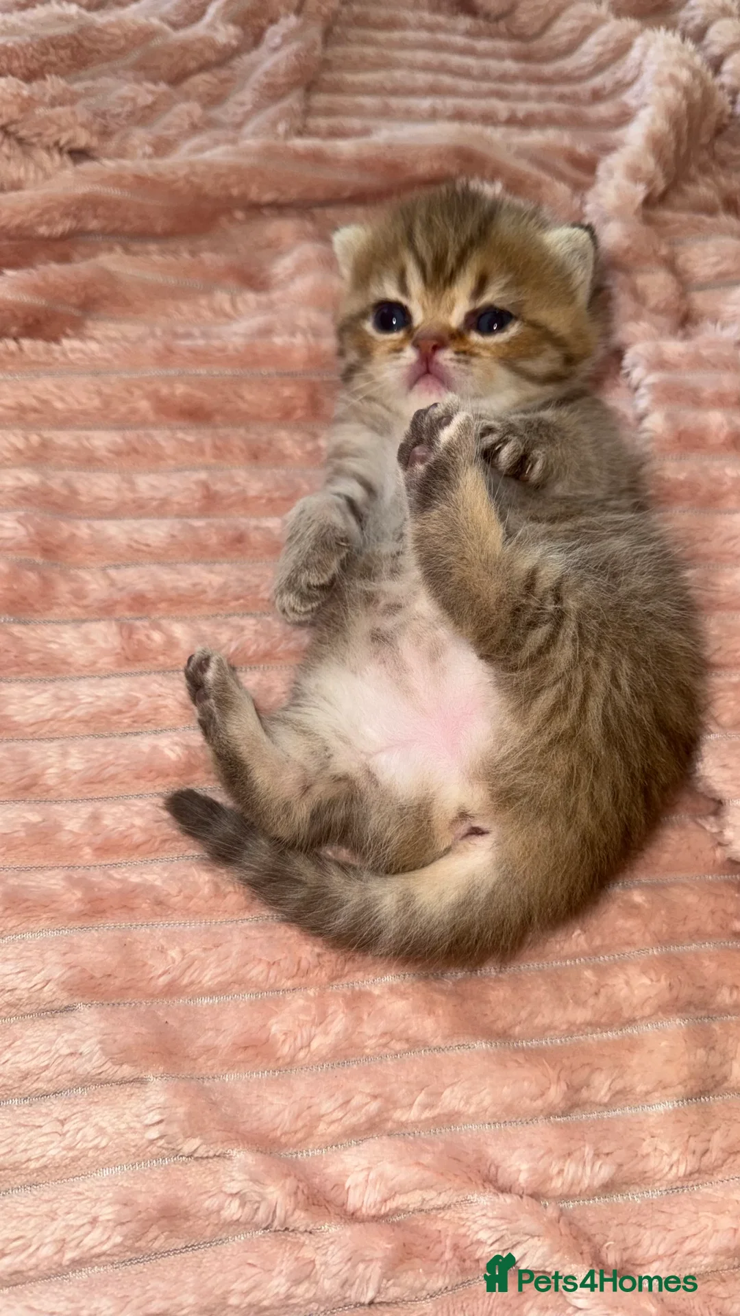 British Shorthair cats for sale: Persian x British Shorthair Kittens in Birmingham - Advert 2