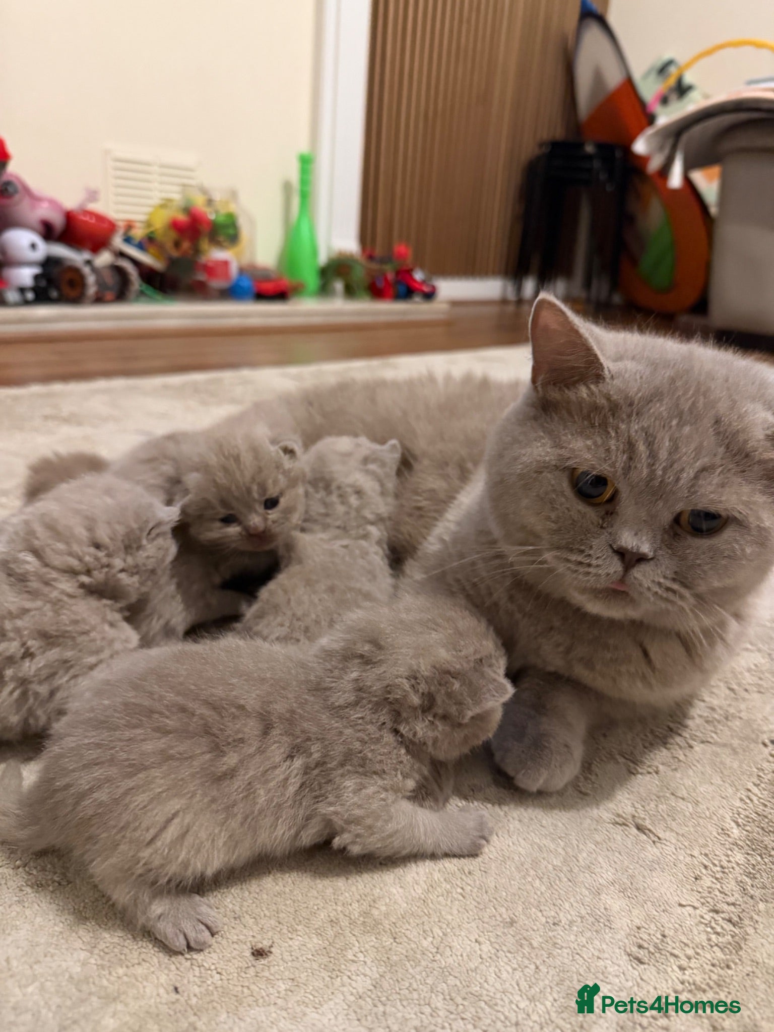 British Shorthair cats British shorthair kittens  - Advert 1