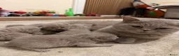 British Shorthair cats for sale: British shorthair kittens  - Advert 1