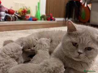 British Shorthair cats British shorthair kittens - Advert 1