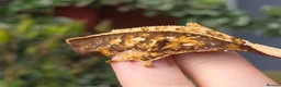 Gecko reptiles for sale: Crested geckos  - Advert 2