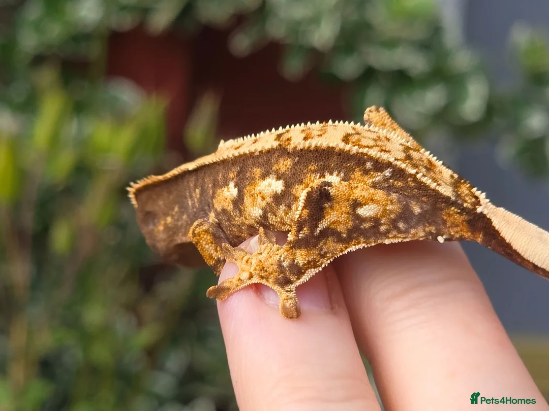 Gecko reptiles for sale: Crested geckos  - Advert 2