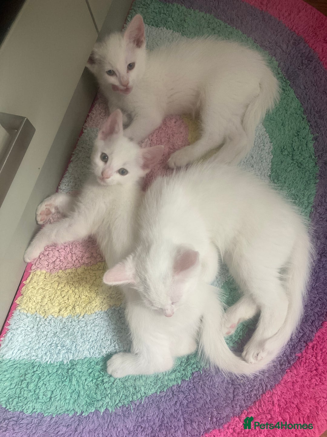 Turkish Van cats for sale: Gorgeous & Loving Turkish Van Kittens - Image 20