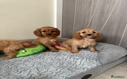 Cavapoo dogs for sale: Gorgeous Cavapoos - Image 3