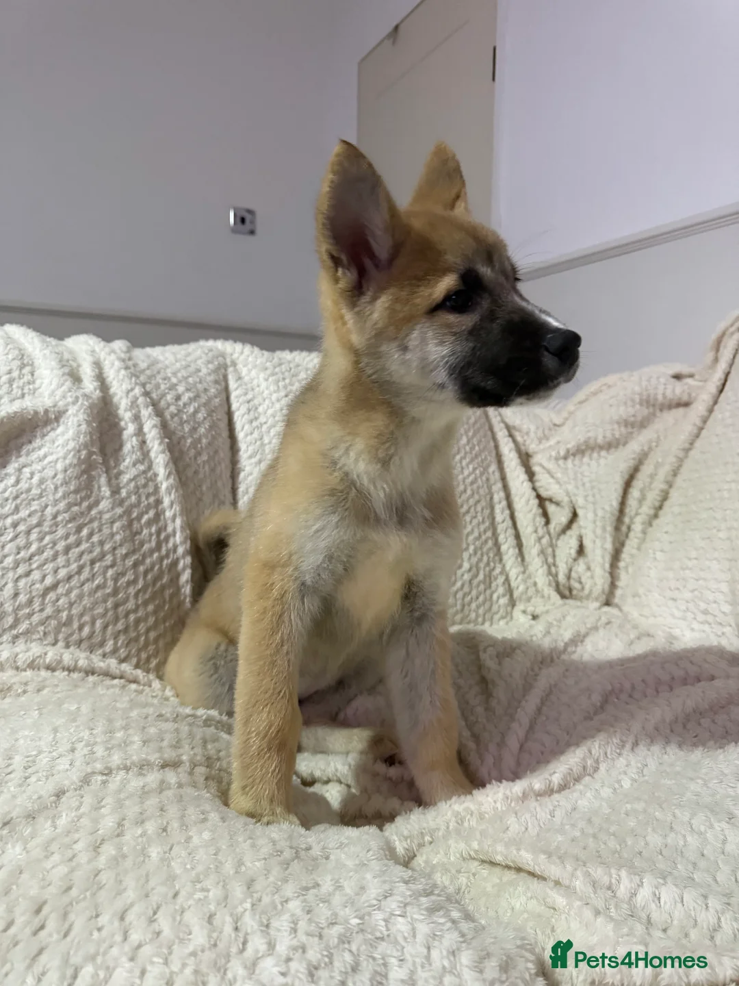 Huskita dogs for sale: Huskita Puppies FULLY VACCINATED - Advert 8