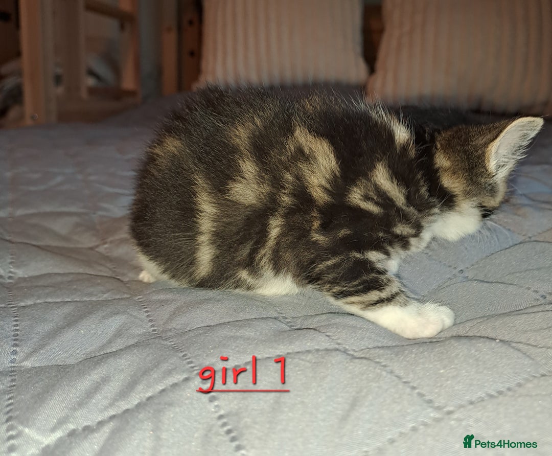 Domestic Shorthair cats for sale: 5 gorgeous kittens for sale  - Advert 8