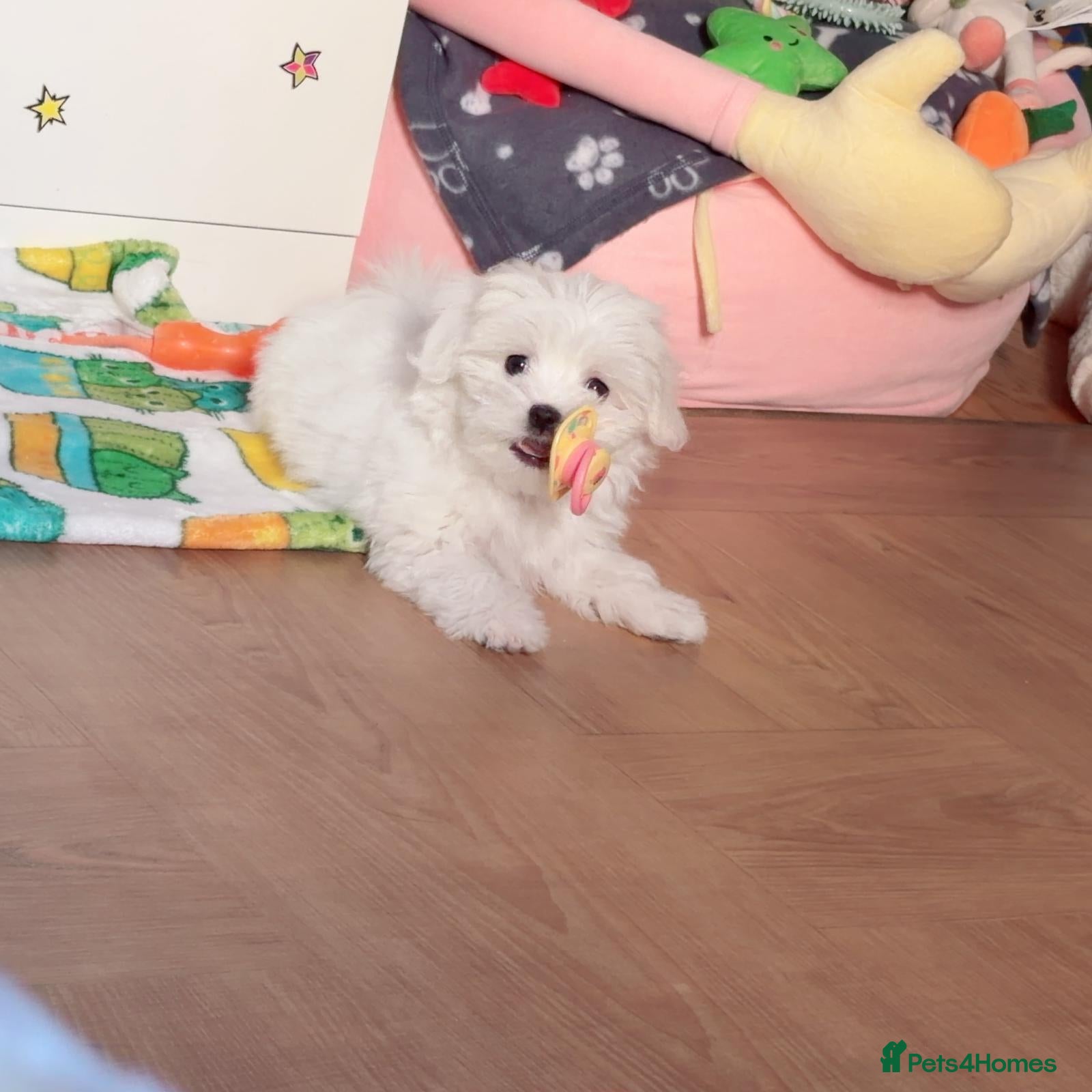 Maltese dogs Adorable White Maltese Puppy for Sale - Advert 1