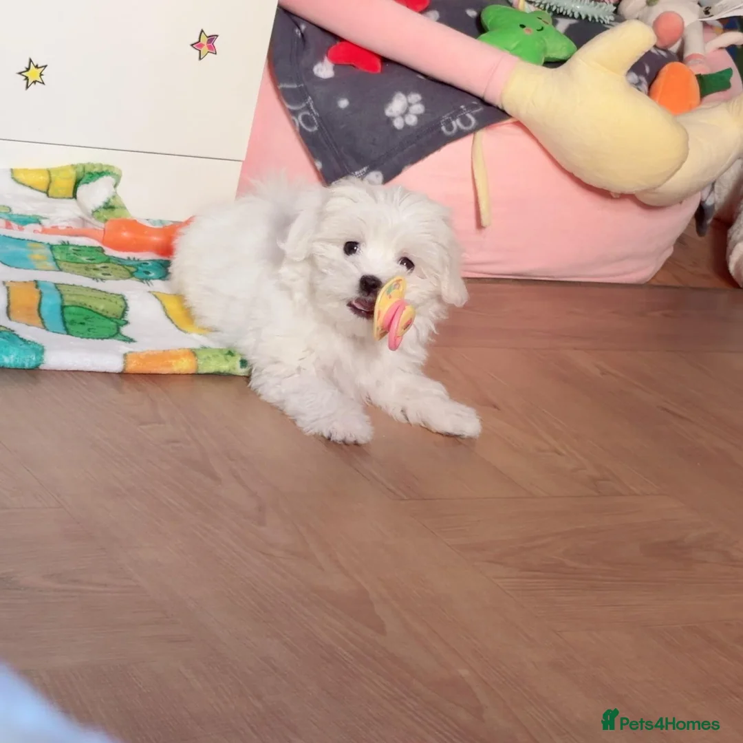 Maltese dogs for sale: Adorable White Maltese Puppy for Sale - Advert 1
