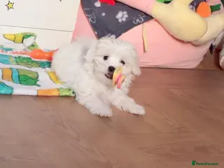 Maltese dogs Adorable White Maltese Puppy for Sale - Advert 1