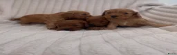 Cockapoo dogs for sale: Beautiful F1 cockapoos  - Advert 4