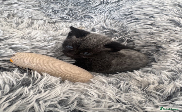 Russian Blue cats - Advert 3
