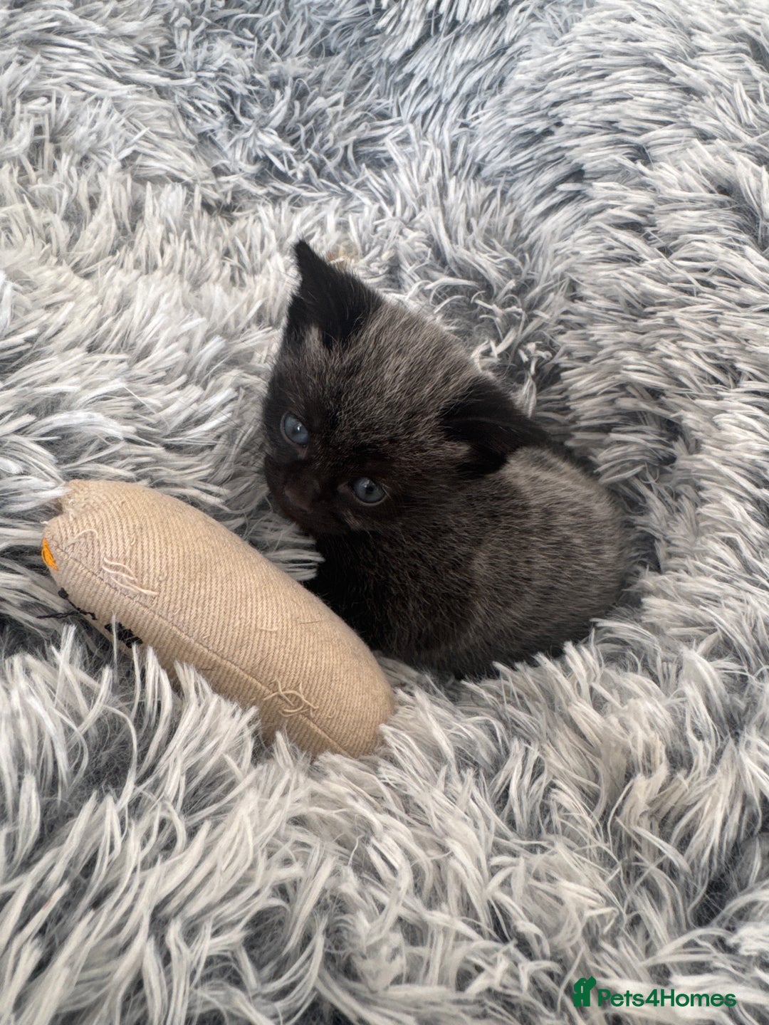 Russian Blue cats for sale: 2 Russian Blue x Siamese Kittens - Image 1