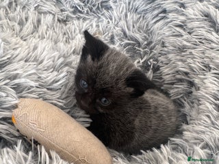 Russian Blue cats - Advert 20