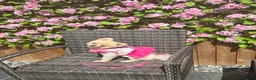 Pomeranian dogs for sale: beautiful pomeranian  - Advert 3