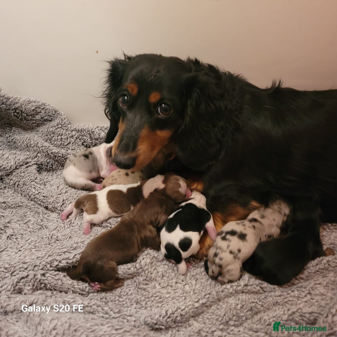 Miniature Dachshund dogs for sale: KC Reg Long-Haired Miniature Dachshund Puppies  - Advert 1