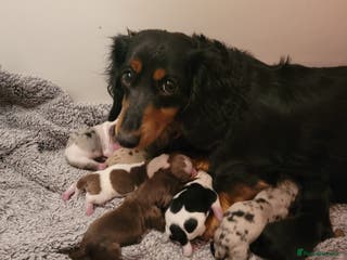Miniature Dachshund dogs KC Reg Long-Haired Miniature Dachshund Puppies - Advert 1