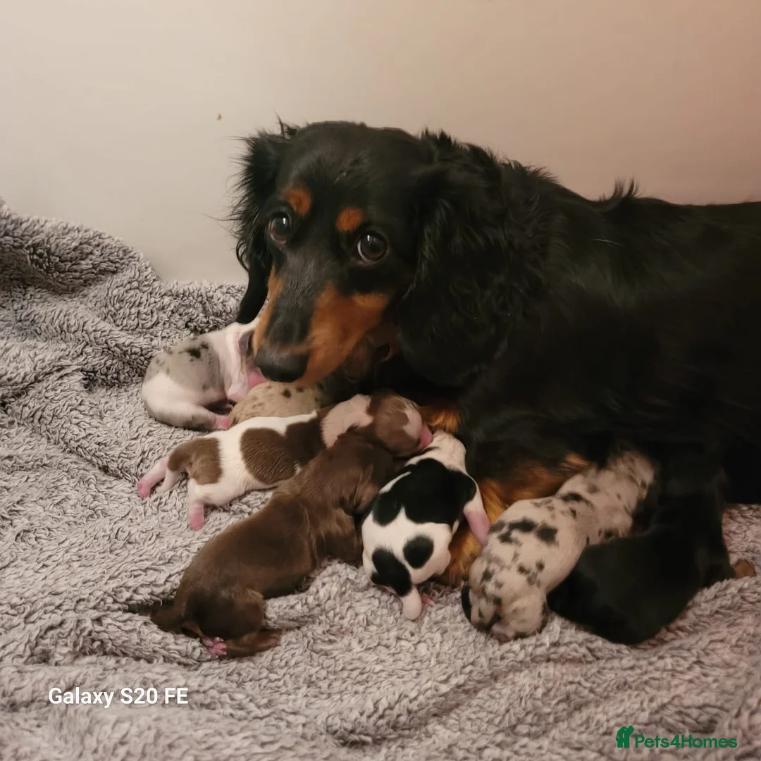 Miniature Dachshund dogs for sale: KC Reg Long-Haired Miniature Dachshund Puppies  - Advert 3