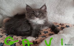 Maine Coon cats for sale: Gorgeous Maine Coon Kittens-Champion Bloodlines - Image 16