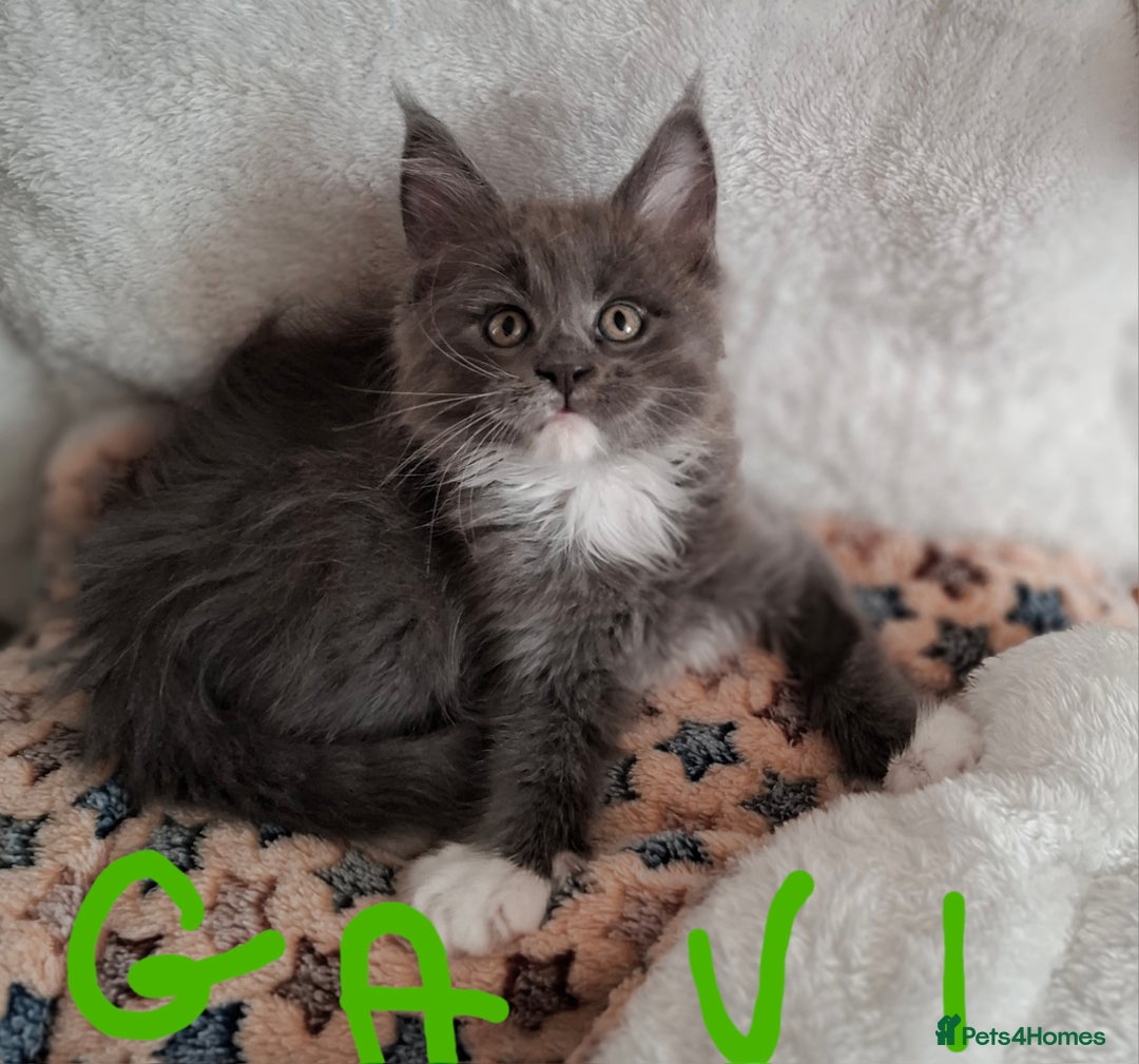 Maine Coon cats for sale: Gorgeous Maine Coon Kittens-Champion Bloodlines - Image 16