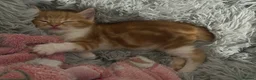 Mixed Breed cats for sale: 1 boy and 2 girl kittens for sale  in Farnborough - Advert 19