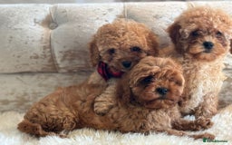 Cavapoochon dogs for sale: Stunning cavapoochon puppies  - Image 10