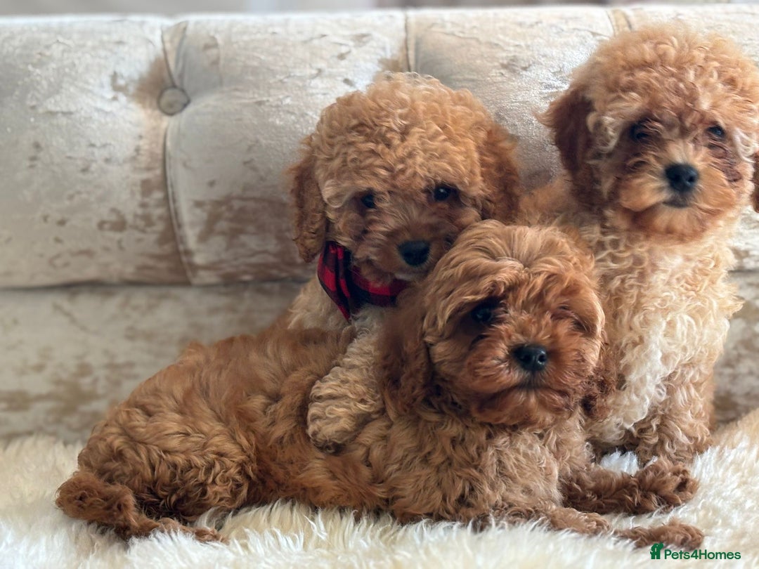 Cavapoochon dogs for sale: Stunning cavapoochon puppies  - Image 10