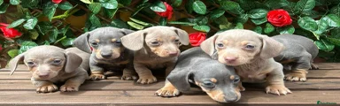 Miniature Dachshund 2