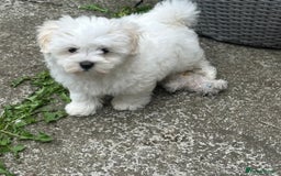 Maltipoo dogs for sale: 2 Male Tiny Maltipoo Puppies – 9 Weeks Old  - Image 1